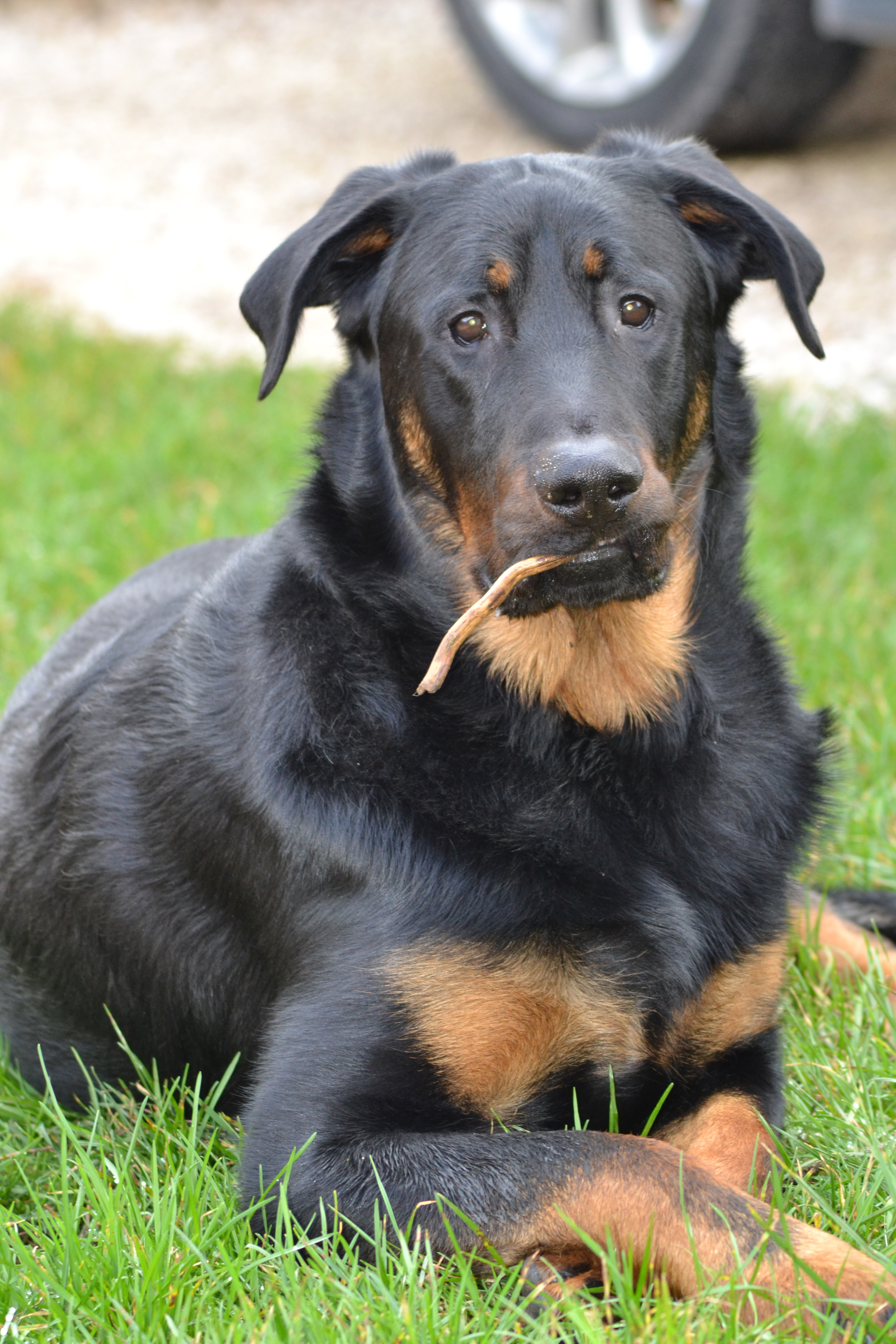 domainedelalicorne.fr photo chien beauceron photo chiot beauceron Elevage de beauceron chiot beauceron pure race élevage du clos de la licorne elevage des gardiens de la licorne elevage beauceron noir et feu authentique gros gabarits élevage de Beauceron familial sérieux et qualité domainedelalicorne.fr suivi des chiots conseil d’éducation chiot propre bas rouge santé caractère spécialiste du beauceron noir et feu ou arlequin chien rustique berger de France  nos chiots sont élevés avec amour et attention notre passion au service de la qualité Beauceron de qualité et sportif domaine de la licorne 04380 BARRAS élevage en liberté éleveur berger de beauce élevage de beauceron de travail 06 11 20 51 93 site domainedelalicorne.fr mail domainedelalicorne@gmail.com